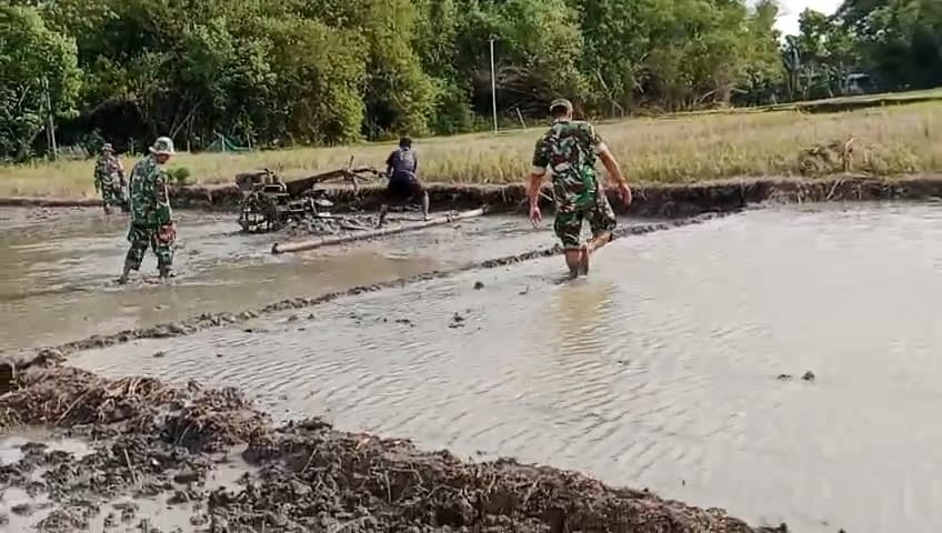 Babinsa Lakukan Pendampingan Pengolahan Lahan Sawah Untuk Persiapan Tanam