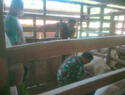 Babinsa Laksanakan Pemantauan Proses Pemerahan Susu Kambing di Wilayah