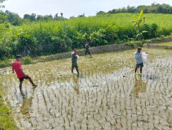 Pemupukan Menjadi Media Babinsa Dekat Dengan Petani