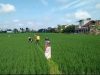 Babinsa Bantu Petani Penyemprotan Padi Untuk Capai Hasil Maksimal