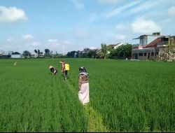 Babinsa Bantu Petani Penyemprotan Padi Untuk Capai Hasil Maksimal