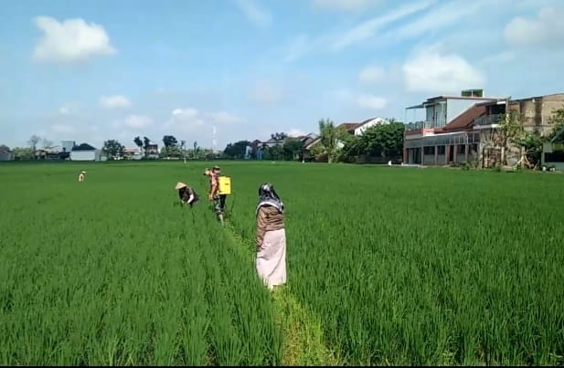 Babinsa Bantu Petani Penyemprotan Padi Untuk Capai Hasil Maksimal