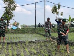 Babinsa Bantu Pemupukan Padi Usia Seminggu