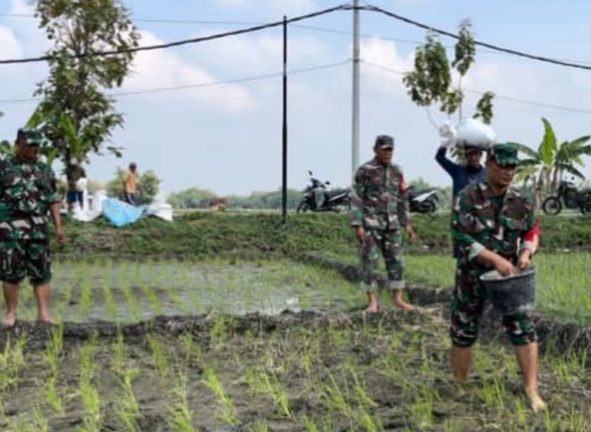 Babinsa Bantu Pemupukan Padi Usia Seminggu