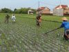 Babinsa Gondang Bantu Pembersihan Gulma dan Tanaman Liar di Lahan Petani