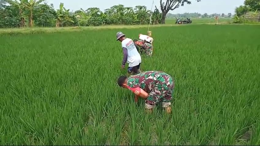 Babinsa Terjun Langsung Atasi Gulma