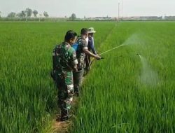 Cegah Hama Tanaman, Babinsa Bantu Semprot Padi Petani
