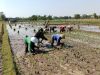Musim Tanam Tiba, Babinsa Karangjati Turun ke Sawah, Bergelut dengan Lumpur Dampingi Petani