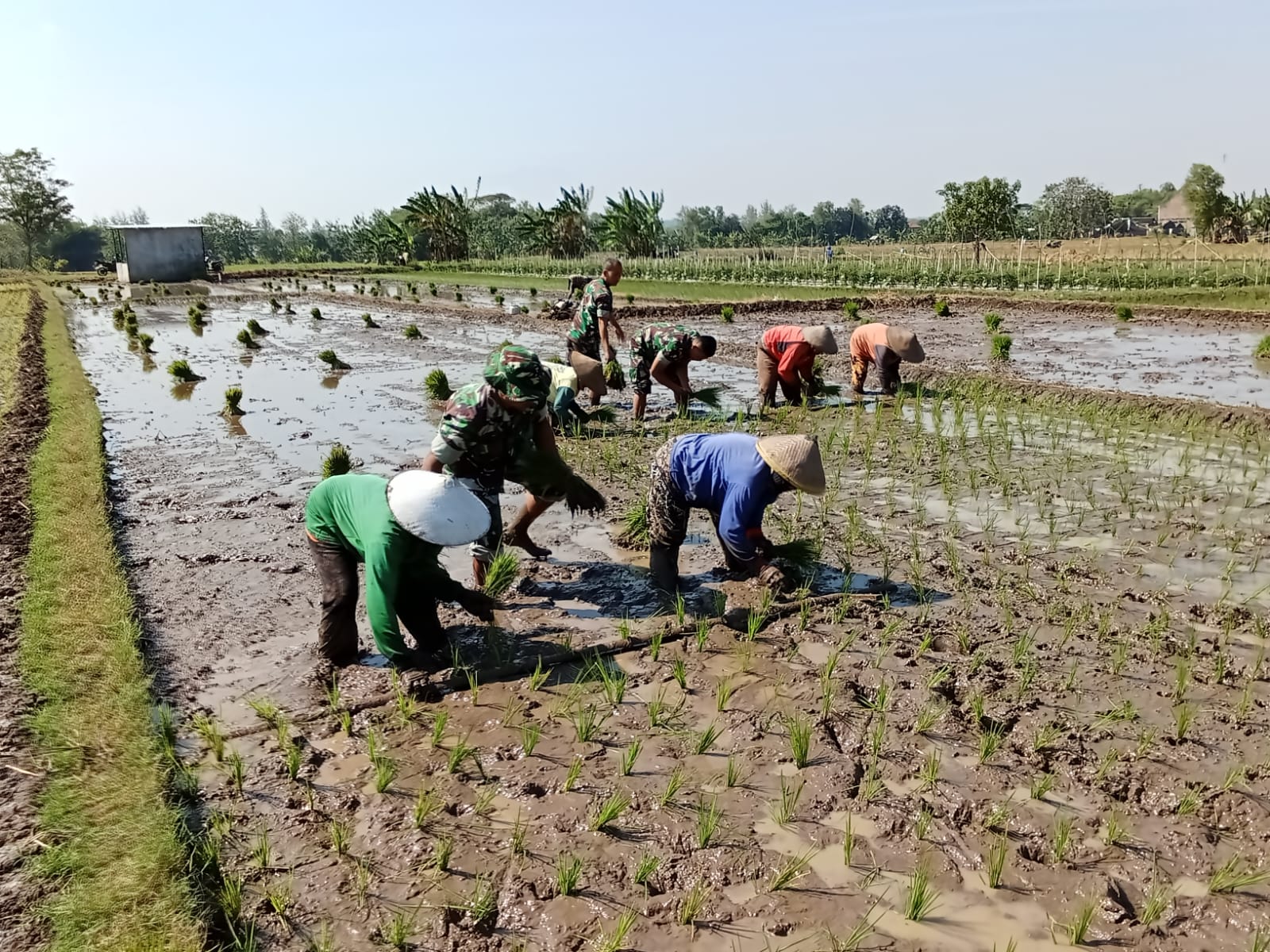 Musim Tanam Tiba, Babinsa Karangjati Turun ke Sawah, Bergelut dengan Lumpur Dampingi Petani