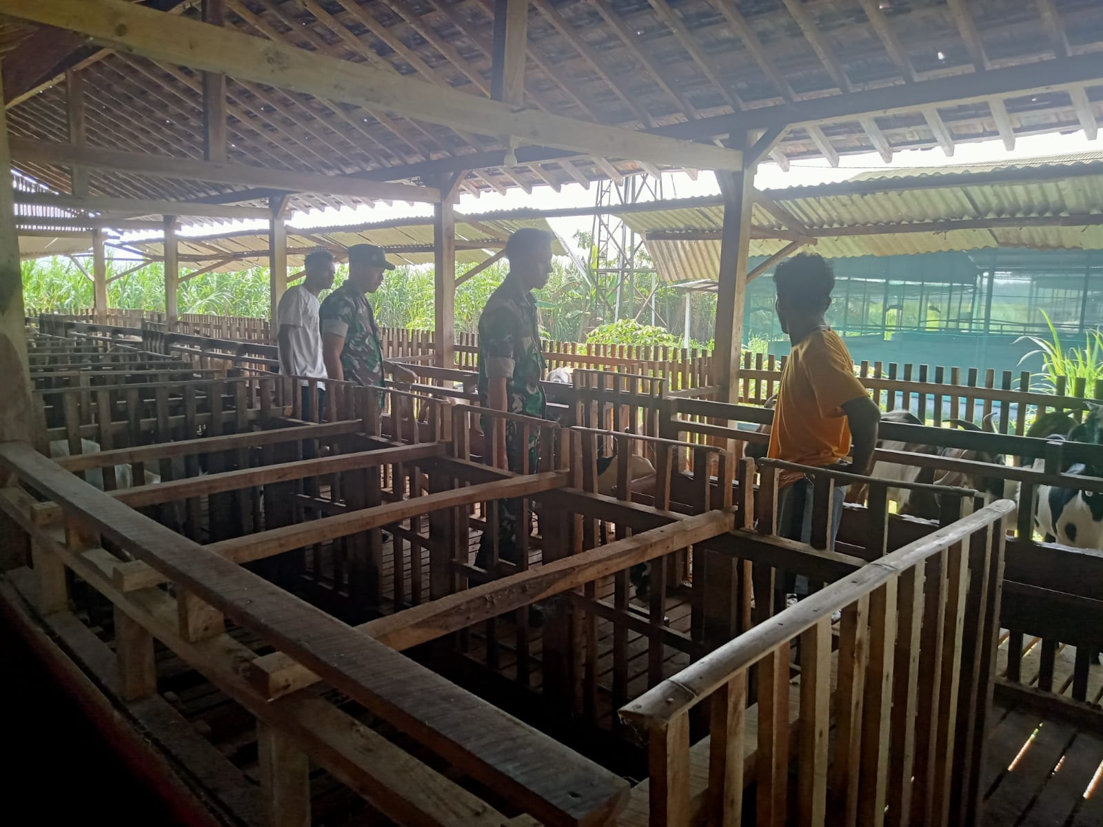 Babinsa Cek Kesehatan Ternak Kambing, Himbau Peternak Waspada PMK