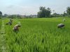 Babinsa Berantas Gulma, Langkah Kritis Demi Maksimalkan Hasil Panen Petani