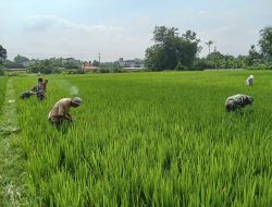 Babinsa Berantas Gulma, Langkah Kritis Demi Maksimalkan Hasil Panen Petani
