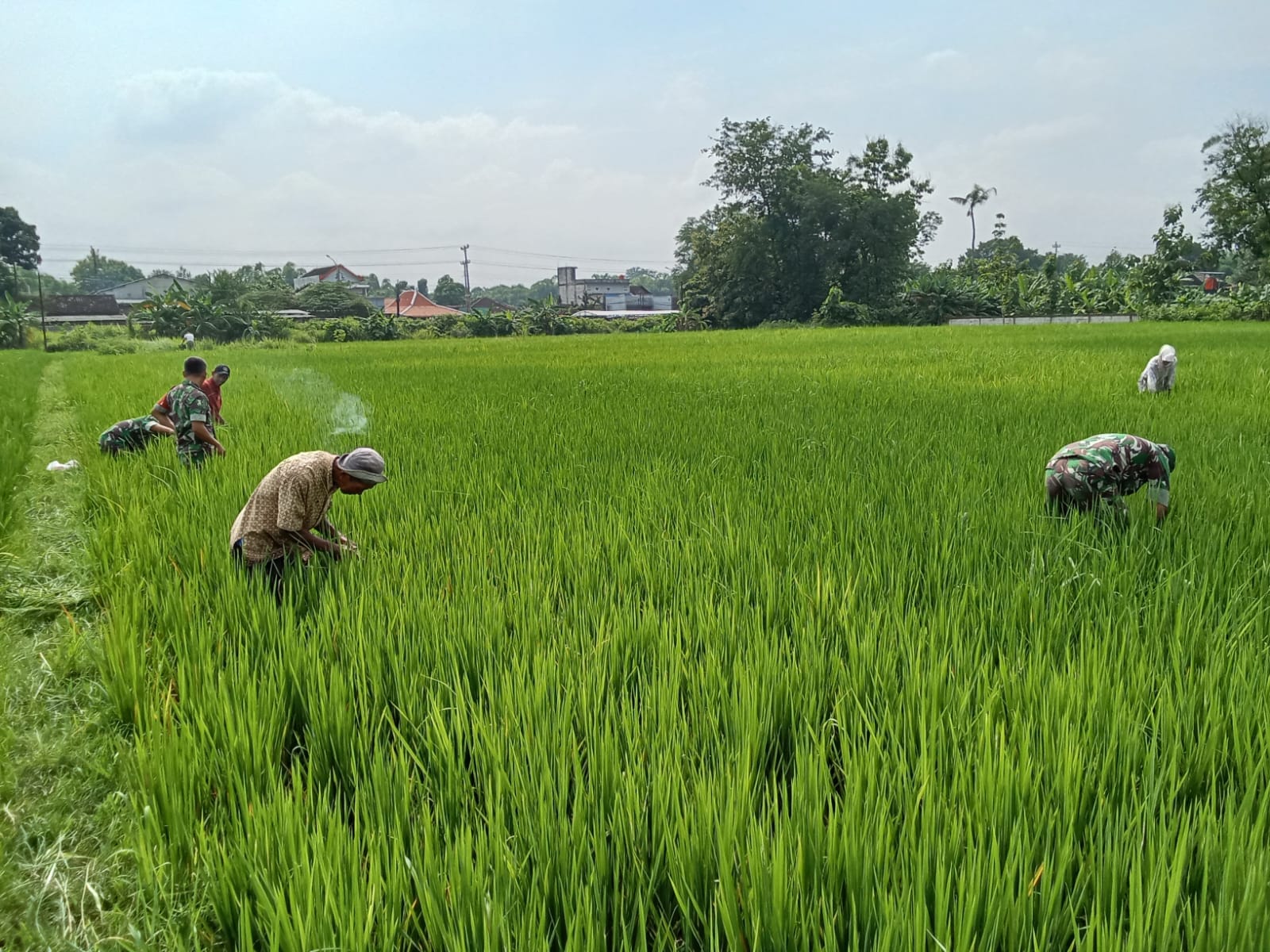 Babinsa Berantas Gulma, Langkah Kritis Demi Maksimalkan Hasil Panen Petani