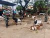 Babinsa Cek Ternak Kambing Warga, Berikan Edukasi tentang Kesehatan Hewan
