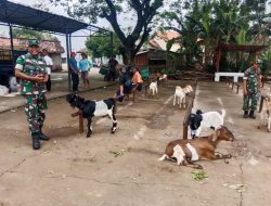 Babinsa Cek Ternak Kambing Warga, Berikan Edukasi tentang Kesehatan Hewan
