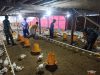 Babinsa komsos Dengan Peternak Ayam Untuk Menjaga kebersihan Kandang