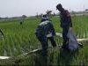 Babinsa Bantu Pengairan Sawah Usia Padi Satu Bulan Agar Tumbuh Optimal