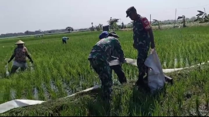 Babinsa Bantu Pengairan Sawah Usia Padi Satu Bulan Agar Tumbuh Optimal