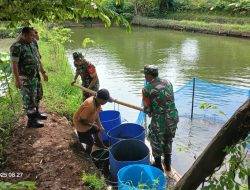 Babinsa Turun Lapangan, Bantu Peternak Tabur Benih Ikan di Kolam