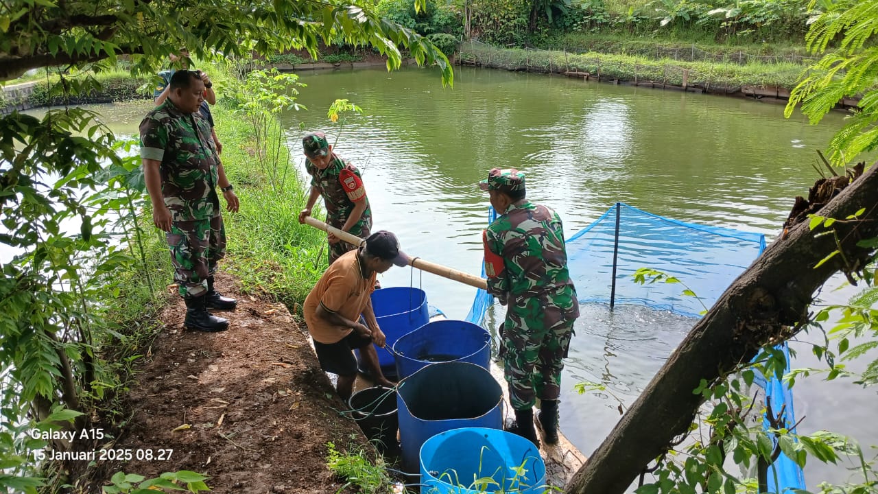 Babinsa Turun Lapangan, Bantu Peternak Tabur Benih Ikan di Kolam