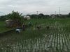 Pembersihan Rumput Sawah untuk Hasil Panen Maksimal