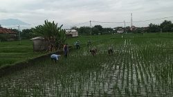 Pembersihan Rumput Sawah untuk Hasil Panen Maksimal