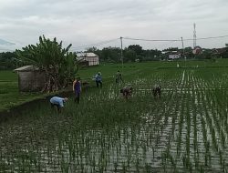 Pembersihan Rumput Sawah untuk Hasil Panen Maksimal