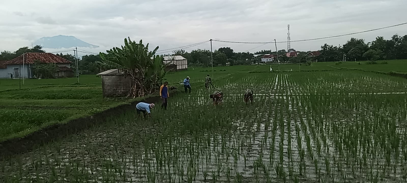 Pembersihan Rumput Sawah untuk Hasil Panen Maksimal