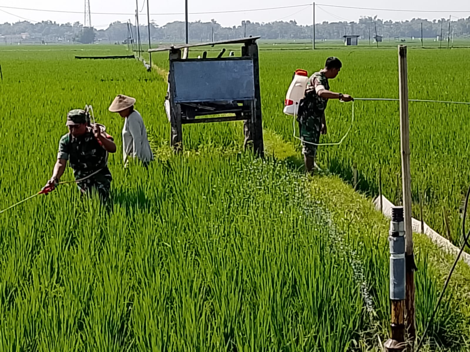 Babinsa Optimalkan Penyemprotan, Untuk Tingkatkan Hasil Panen