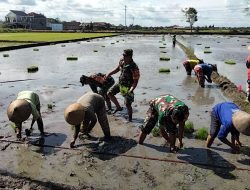 Babinsa Dampingi Poktan Tanam Padi