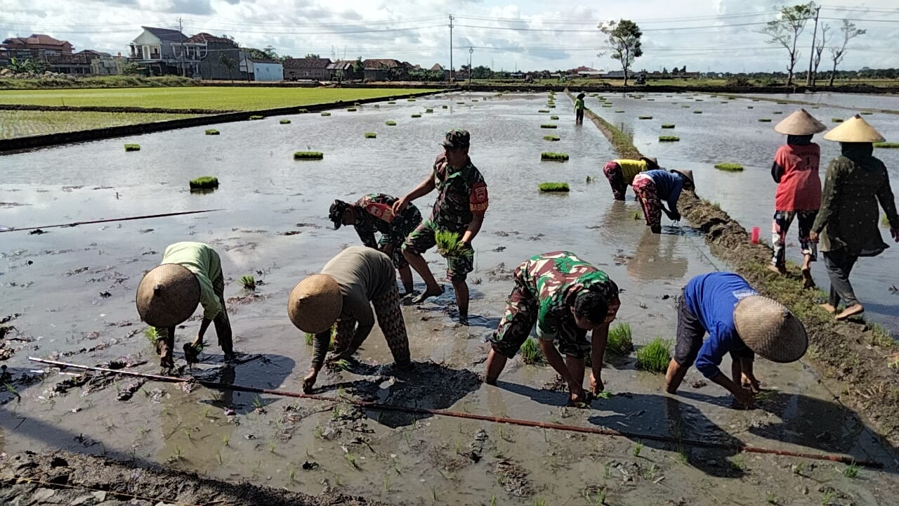 Babinsa Dampingi Poktan Tanam Padi