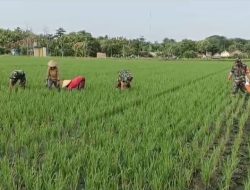 Semakin Dicintai Rakyat, Babinsa Bantu Petani Penyiangan Rumput