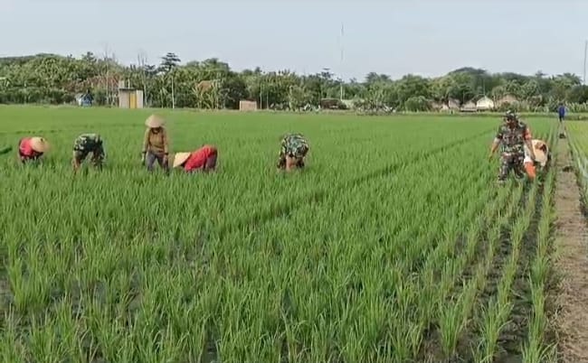 Semakin Dicintai Rakyat, Babinsa Bantu Petani Penyiangan Rumput