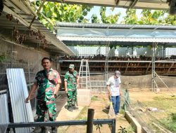 Babinsa  Aktif Cek Kesehatan Ayam Petelur, Dukung Perekonomian Desa