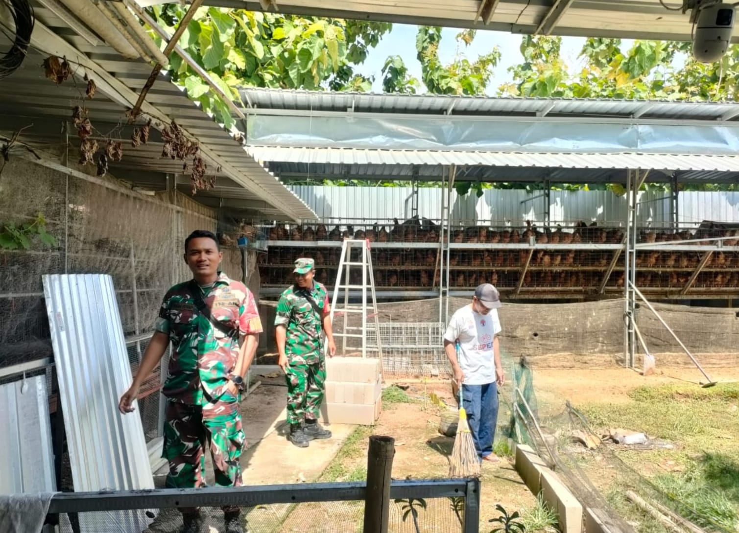 Babinsa  Aktif Cek Kesehatan Ayam Petelur, Dukung Perekonomian Desa