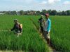Babinsa Bantu Petani Semprot Padi, Antisipasi Serangan Wereng
