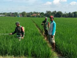 Babinsa Bantu Petani Semprot Padi, Antisipasi Serangan Wereng