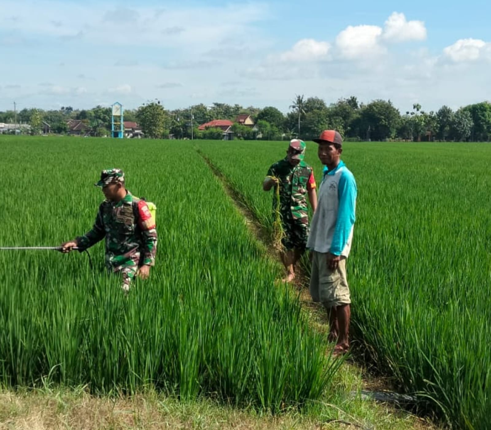 Babinsa Bantu Petani Semprot Padi, Antisipasi Serangan Wereng