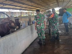 Babinsa Minta Peternak Sapi untuk Tingkatkan Perawatan dan Kewaspadaan Terhadap Penyakit Hewan