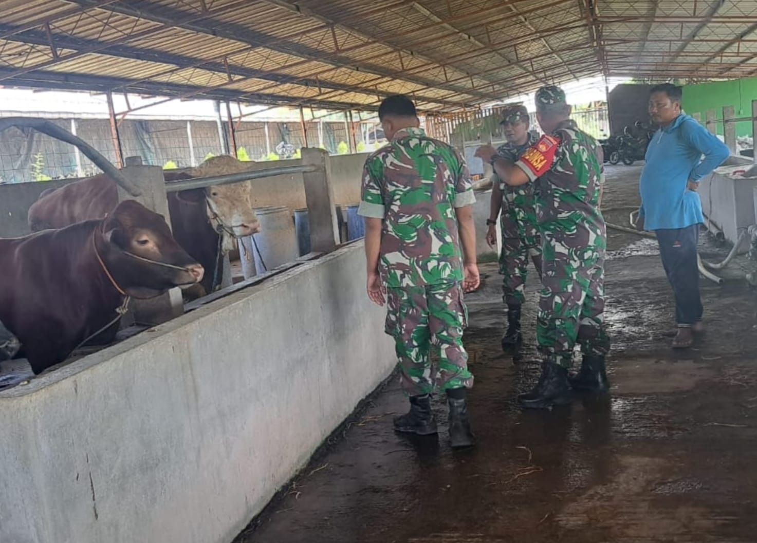 Babinsa Minta Peternak Sapi untuk Tingkatkan Perawatan dan Kewaspadaan Terhadap Penyakit Hewan