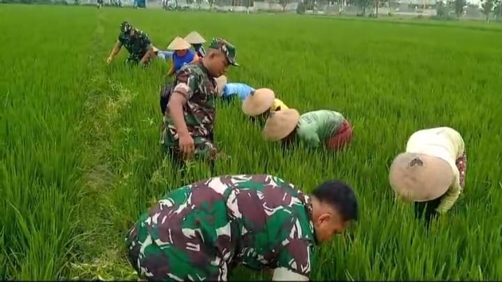 Babinsa Bersama Warga Pembersihan Gulma dan Hama Keong di Lahan Pertanian