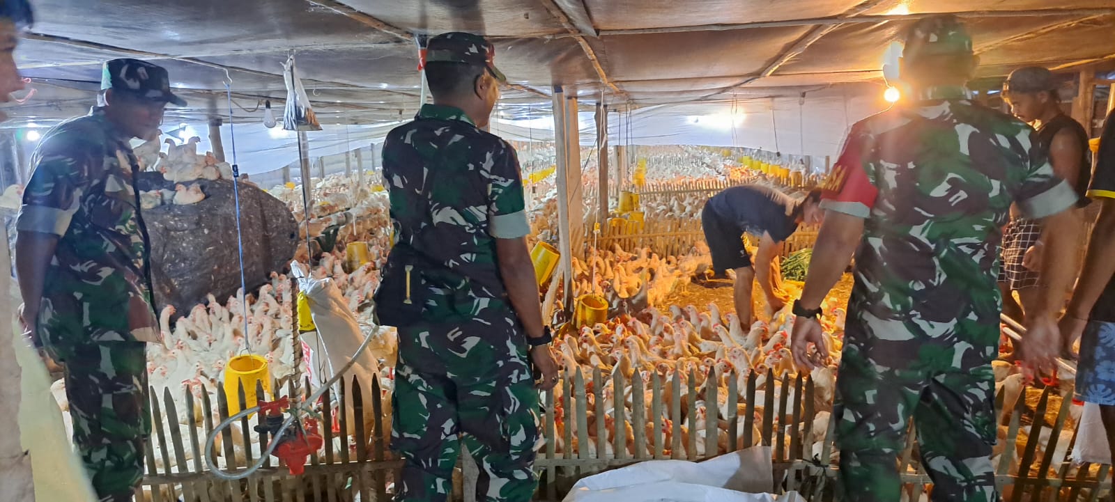 Babinsa Berbagi Informasi kepada Peternak Ayam Potong