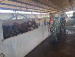 Ini Alasan Sertu Budi Kunjungi Ternak Sapi Milik Warga