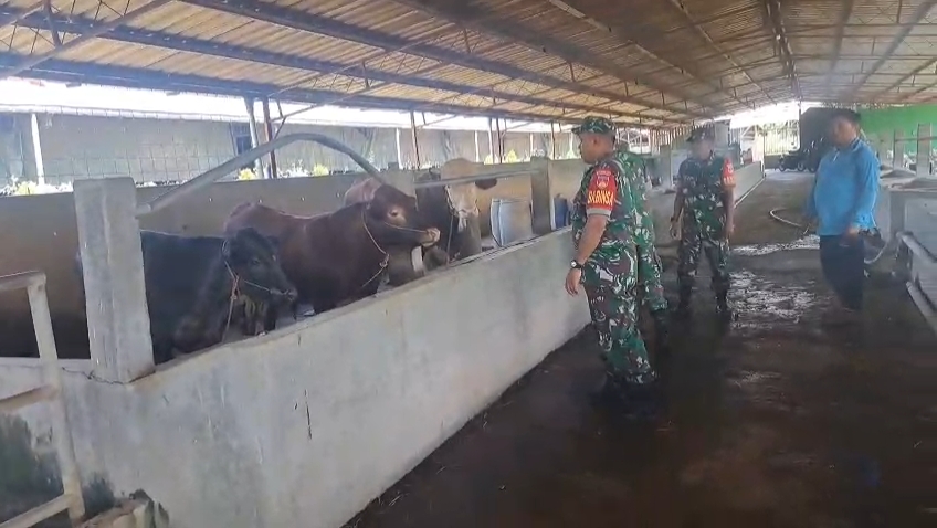 Ini Alasan Sertu Budi Kunjungi Ternak Sapi Milik Warga