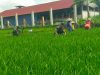 Optimalkan Pertumbuhan Padi, Jumarno Bantu Petani Bersihkan Gulma