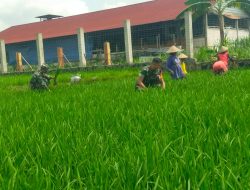 Optimalkan Pertumbuhan Padi, Jumarno Bantu Petani Bersihkan Gulma