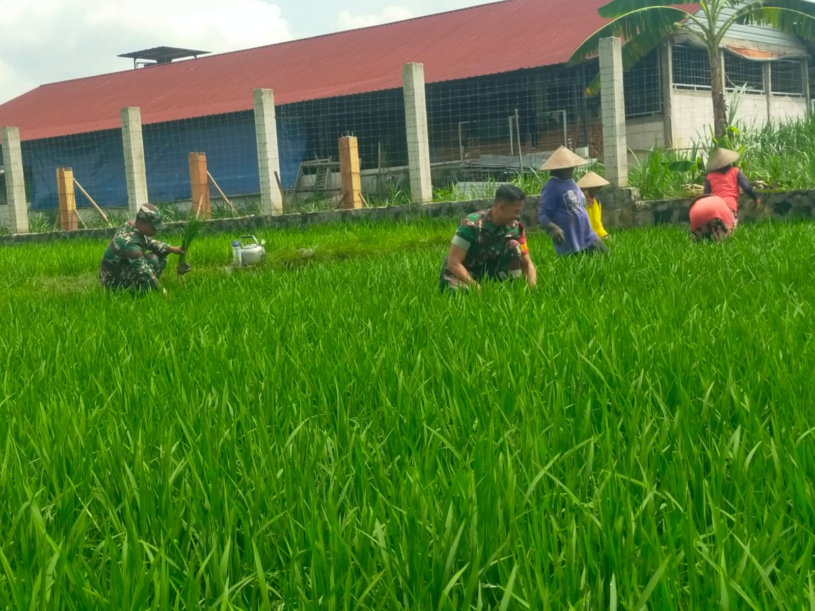 Optimalkan Pertumbuhan Padi, Jumarno Bantu Petani Bersihkan Gulma