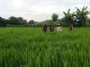 Babinsa Pantau Kesuburan Tanaman Padi, Lihat Pertumbuhan