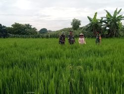 Babinsa Pantau Kesuburan Tanaman Padi, Lihat Pertumbuhan