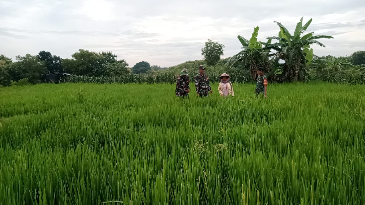 Babinsa Pantau Kesuburan Tanaman Padi, Lihat Pertumbuhan